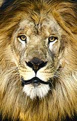 Asiatic Lion