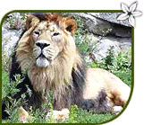 Asiatic Lion