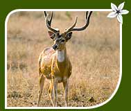 Chital or Spotted Deer