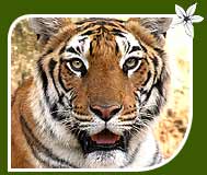 Royal Bengal Tiger