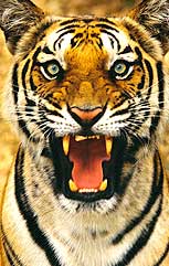 Bangal Tiger