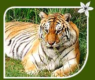 Bengal Royal Tiger