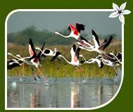 Bharatpur Bird Sanctuary
