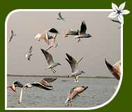 Bird Watching, Nalsarovar Lake