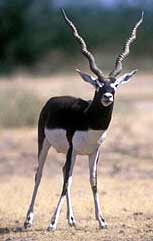 Black Buck