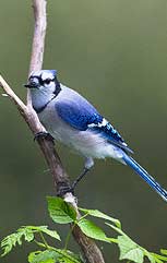 Blue Jay