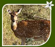 Chital