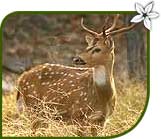 Deer, India