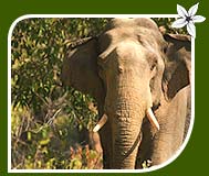 Elephant - Corbett National Park