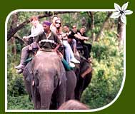 Elephant Safari