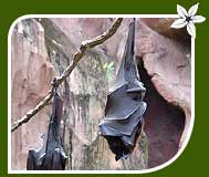 Fulvous Fruit Bat