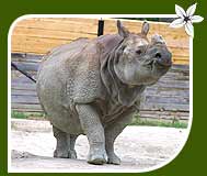 Indian Rhinoceros