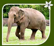 Wildlife Tour of Indian Elephant