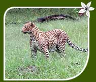 Leopard, Bandipur National Park