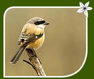 Long-Tailed Shrike