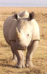 Indian Rhino