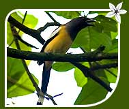 Rufous Treepie