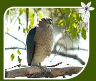 Shikra Bharatpur