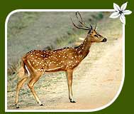 Spotted Deer, Kanha