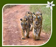 Tadoba National Park