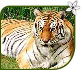 Tiger, India