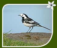 Wagtails, Bharatpur